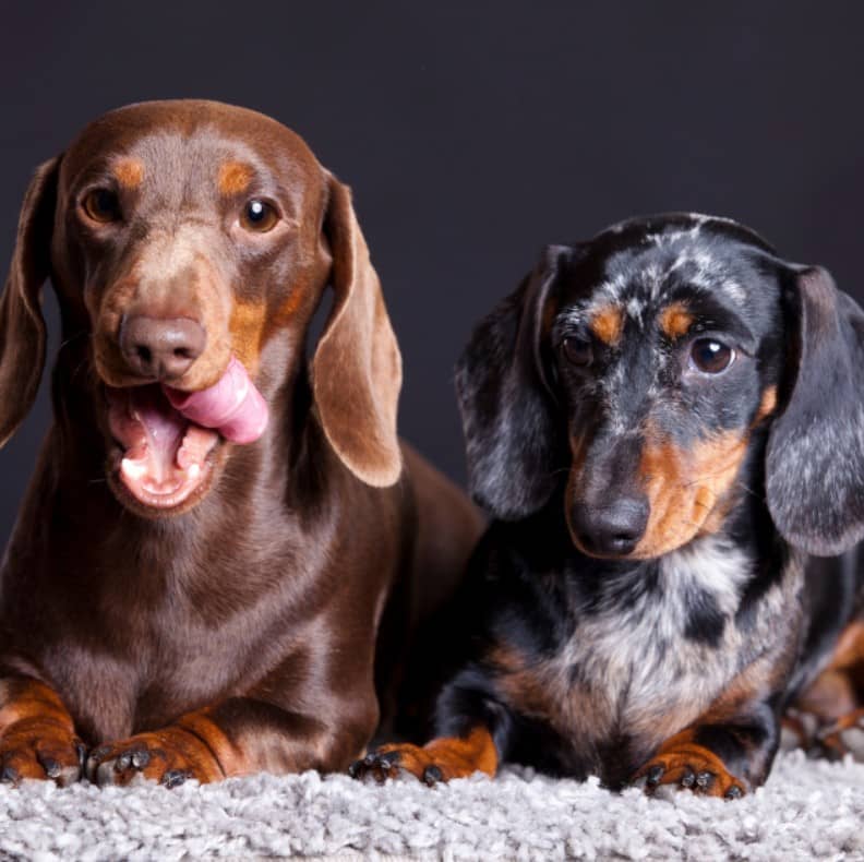 Sosis Kopek Dachshund Kopek Ozellikleri Ve Bakimi Pet Ihtiyac