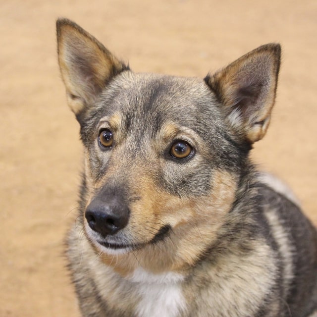 swedish vallhound köpek