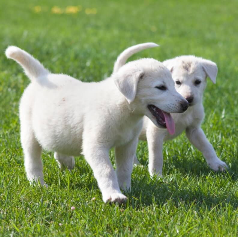 yavru akbaş çoban köpeği