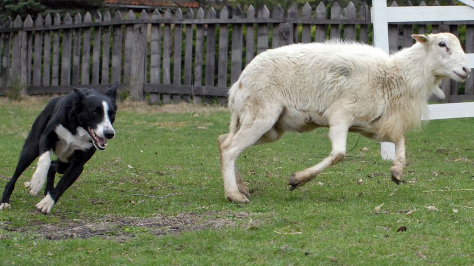 border collie