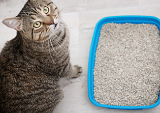 kedi kumları story
