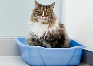 kedi tuvaletleri story