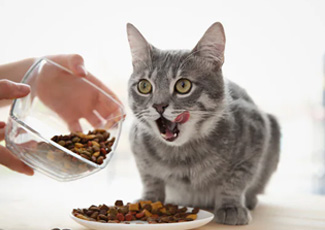 kedi maması story