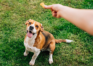 köpek ödülleri story
