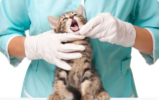 Veteriner Klinik