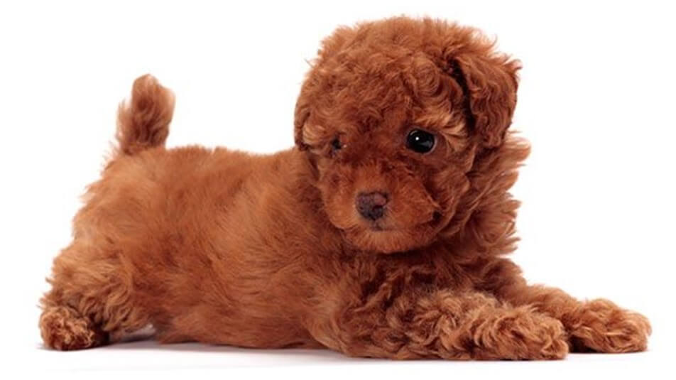 toy poodle