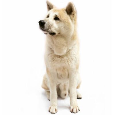Akita Uni Köpek Irkı Özellikleri ve Bakımı