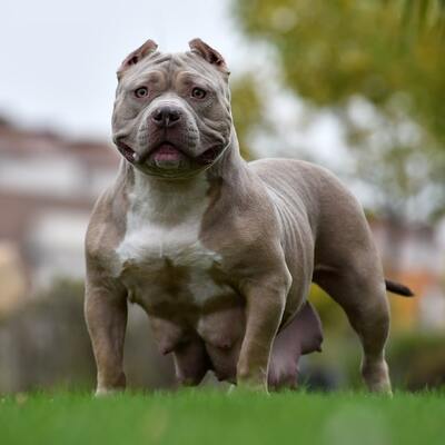 American Bully Köpek Irkı Özellikleri ve Bakımı