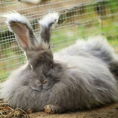 Angora (Ankara Tavşanı) Özellikleri ve Bakımı