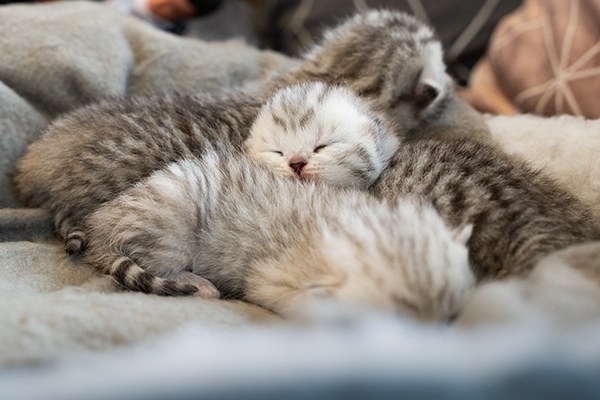 Anne Sütünden Mamaya Geçiş: Yavru Kediler İçin Doğru Zamanlama