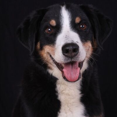 Appenzeller Sennenhund Köpek Irkı Özellikleri ve Bakımı