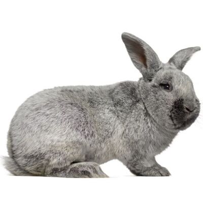 Argente (Gümüş) Tavşanı Özellikleri ve Bakımı