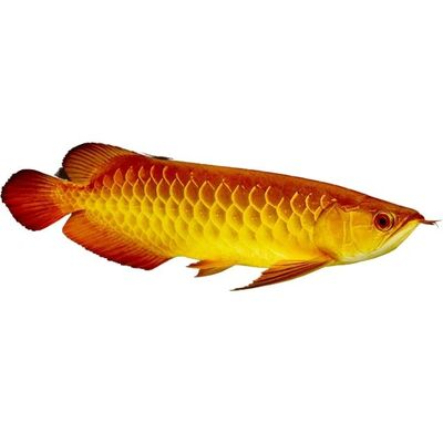 Arowana Balığı Özellikleri ve Bakımı