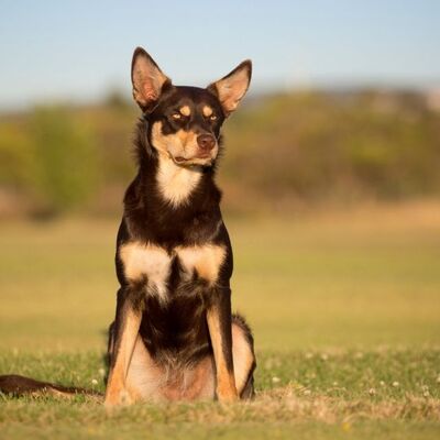 Avustralya Kelpie Köpek Irkı Özellikleri ve Bakımı