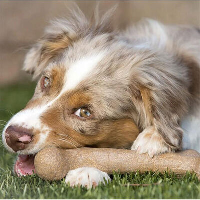 BarkBone Dinosaur Bacon Aromalı Bitmeyen Köpek Çiğneme Kemiği Orta Boy 21 Cm 