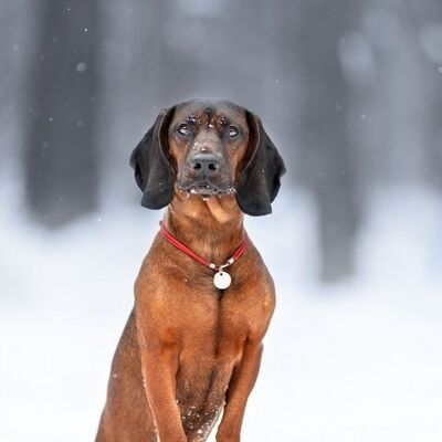 Bavyera Dağ Tazısı (Bavarian Mountain Hound) Özellikleri ve Bakımı