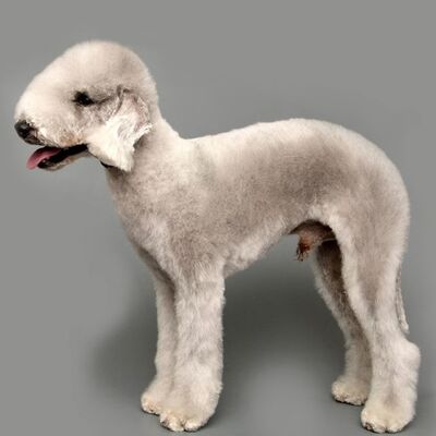 Bedlington Terrier Köpek Irkı Özellikleri ve Bakımı