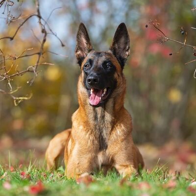 Belçika Kurdu (Belgian Malinois) Özellikleri ve Bakımı