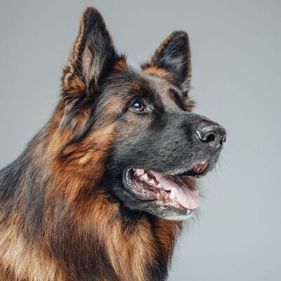 Belçika Tervuren Köpek Irkı Özellikleri ve Bakımı