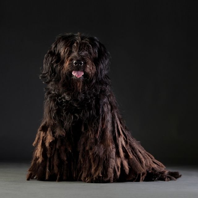 Bergamasco Köpek Irkı Özellikleri ve Bakımı