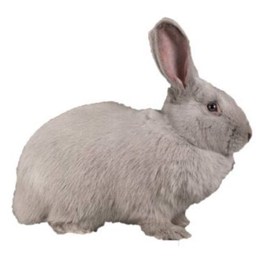 Beveren Tavşanı Özellikleri ve Bakımı