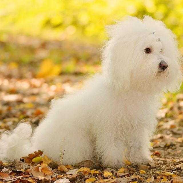 Bichon Bolognese Köpek Irkı Özellikleri ve Bakımı