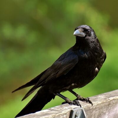 Bir İlginç Kuş: Kargalar ve Özellikleri 