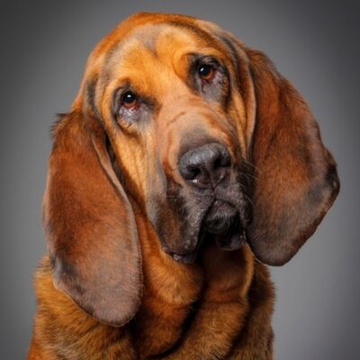 Bloodhound Köpek Irkı Özellikleri ve Bakımı