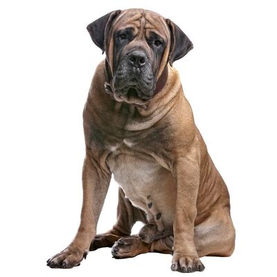 Boerboel Köpek Irkı Özellikleri ve Bakımı