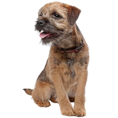 Border Terrier Köpek Irkı Özellikleri ve Bakımı