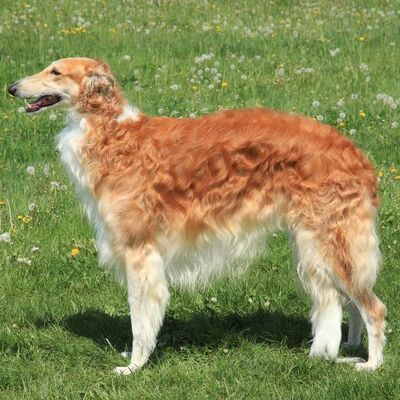 Borzoi (Rus Kurt Tazısı) Köpek Irkı Özellikleri ve Bakımı