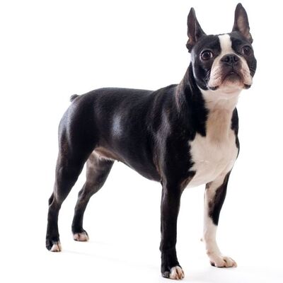 Boston Terrier Köpek Irkı Özellikleri ve Bakımı