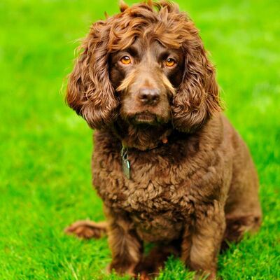 Boykin Spaniel Köpek Irkı Özellikleri ve Bakımı