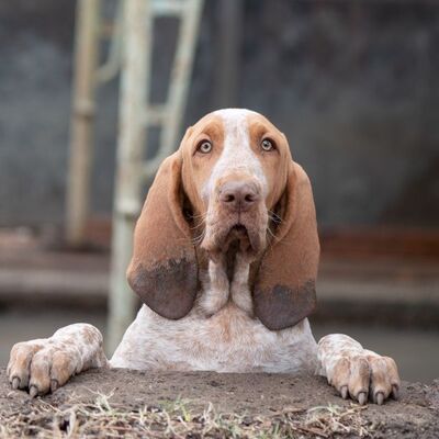 Bracco İtaliano (İtalyan Pointer) Köpek Irkı Özellikleri ve Bakımı