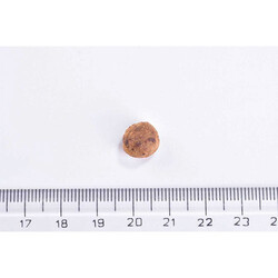 Brit Care Immunity Support Domuz Etli Tahılsız Kısırlaştırılmış Kedi Maması 2 Kg - Thumbnail