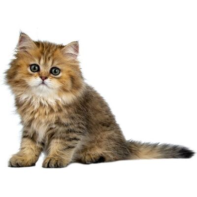 British Longhair Kedi Irkı Özellikleri ve Bakımı
