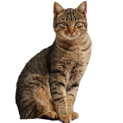 California Spangled Kedi Irkı Özellikleri ve Bakımı