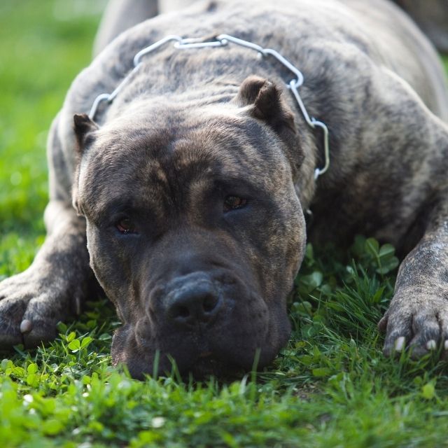 Canary Dog Köpek Irkı Özellikleri ve Bakımı 