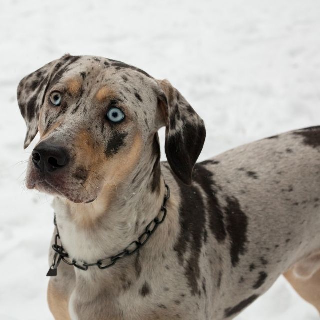 Catahoula Leopar Köpeği Özellikleri ve Bakımı