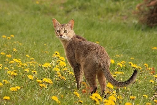 Chausie Kedi Irkı Özellikleri ve Bakımı