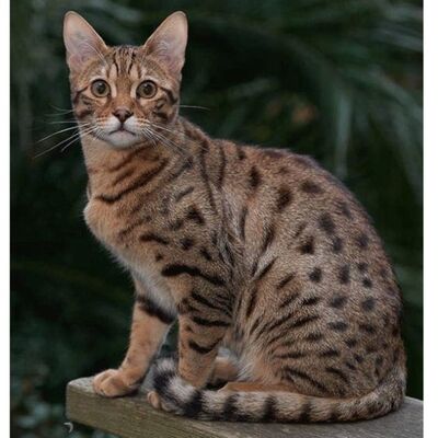 Cheetoh Kedi Irkı Özellikleri ve Bakımı