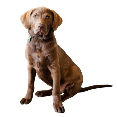 Chesapeake Bay Retriever Köpek Irkı Özellikleri ve Bakımı