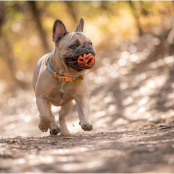 Chuckit! Air Ball 2'li Köpek Oyun Topu Küçük Boy 5 Cm - Thumbnail
