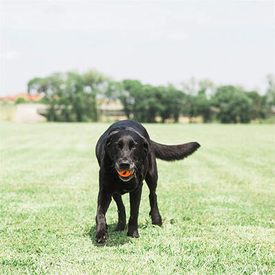 Chuckit! Air Ball Köpek Oyun Topu Orta Boy 6,5 Cm 