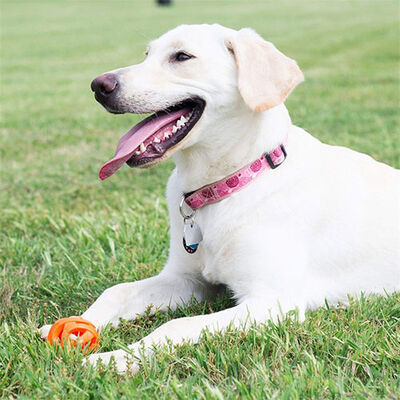 Chuckit! Air Ball Köpek Oyun Topu Orta Boy 6,5 Cm 