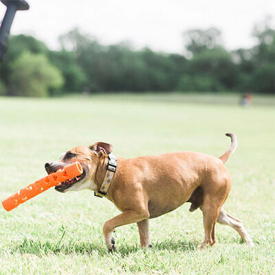 Chuckit! Air Fetch Stick Dayanıklı Çubuk Köpek Oyuncağı Büyük Boy 31 Cm 