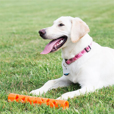 Chuckit! Air Fetch Stick Dayanıklı Çubuk Köpek Oyuncağı Büyük Boy 31 Cm 