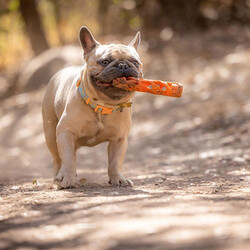Chuckit! Air Fetch Stick Dayanıklı Çubuk Köpek Oyuncağı Küçük Boy 18 Cm - Thumbnail