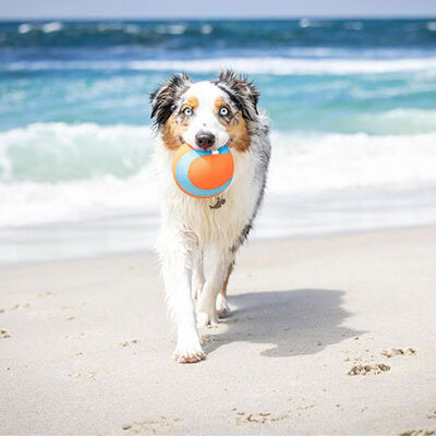 Chuckit! Amphibious Yüzebilen Köpek Oyun Topu 12 Cm 
