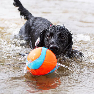 Chuckit! Amphibious Yüzebilen Köpek Oyun Topu 12 Cm 